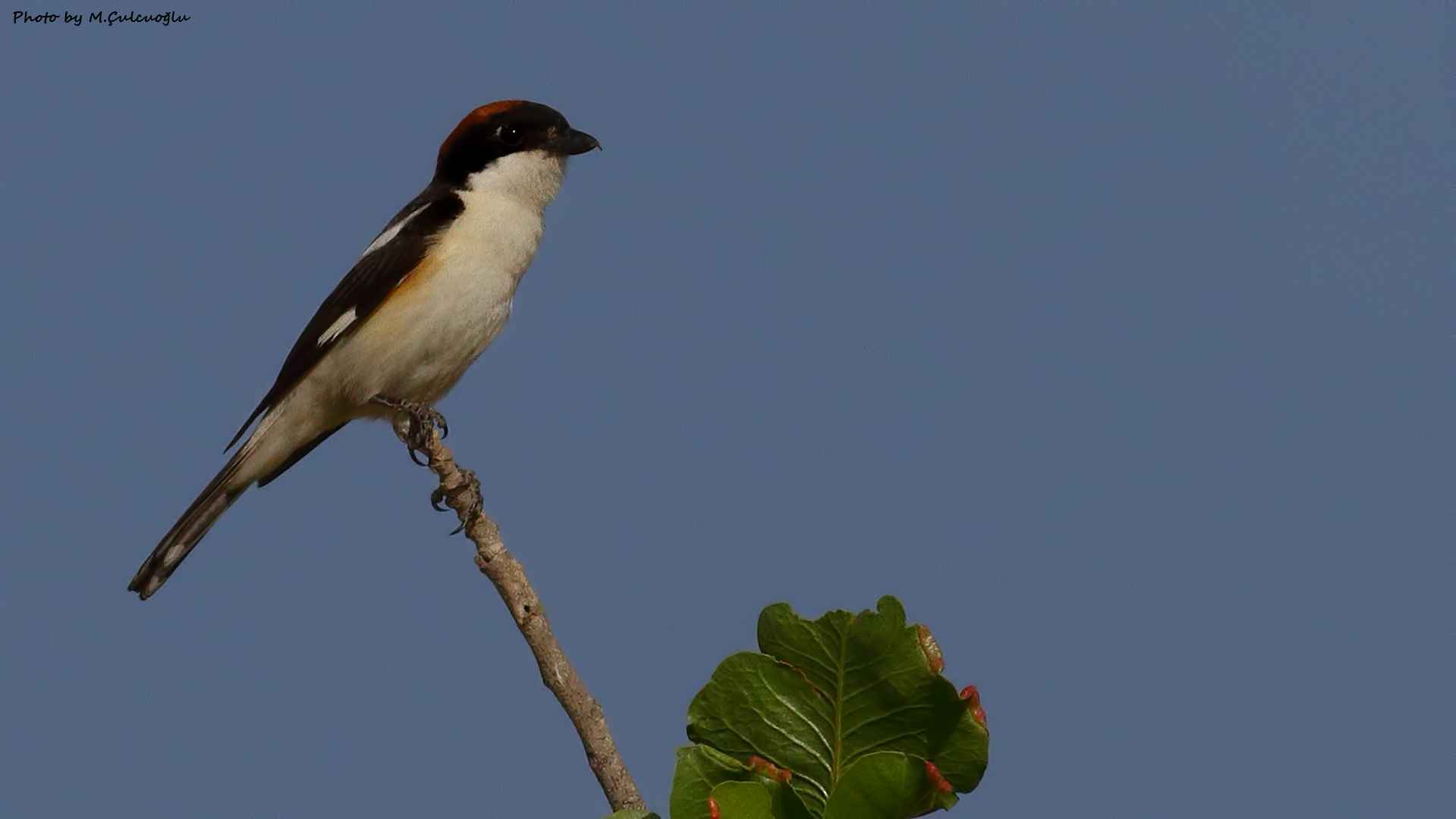 Woodchat Shrike